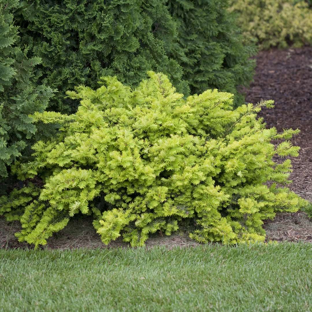 Helen Corbet yew in a landscape showing its bright yellow foliage